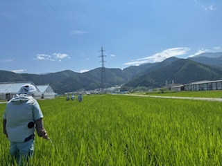 バカ苗1